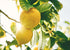 2 Lemon Juice Powder, Pounds Unsulfured, Made from Raw Dried Citrus Fruit, Vegan, Bulk, Great for Juices, Smoothies