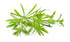 Cleaver Herb 4 oz, Galium Aparine Dried Leaf C/S from 100% Nature