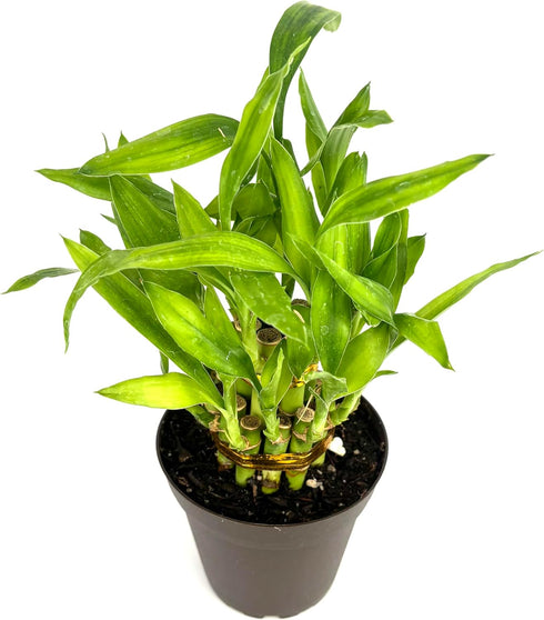 4" Lucky Bamboo Good Luck and Wealth Houseplant Home and Office Decor, Pot