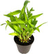 4" Lucky Bamboo Good Luck and Wealth Houseplant Home and Office Decor, Pot