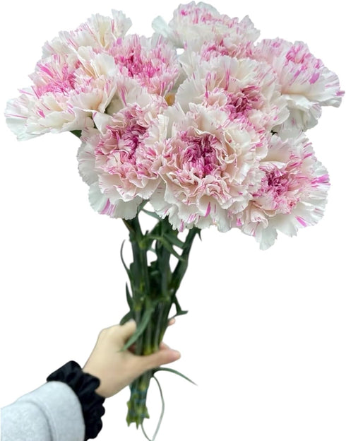Fresh Cut Flowers Yukarri cherry Carnations 38 Stems Hydroponic Flower Arrangement Gifts