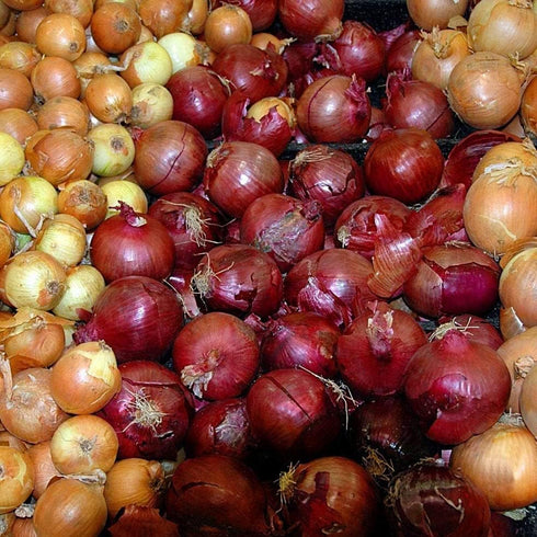 Votaniki Bulbs, Sets (85 Pack) Vegetable - Onion Red Baron Onion - Large Onion and Globe shaped