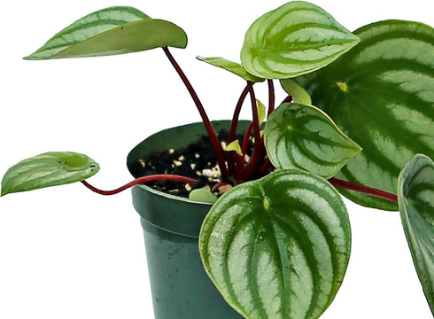 4" Live Peperomia Watermelon, Peperomia Argyreia, Fully Rooted Houseplant, Housewarming Couples Gift for The First