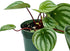 4" Live Peperomia Watermelon, Peperomia Argyreia, Fully Rooted Houseplant, Housewarming Couples Gift for The First