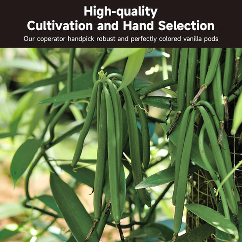 10 Counts SPICEEL Organic Madagascar Vanilla Beans Grade A Vanilla Pods for Making Extract, Whole Vanilla Beans