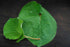 Morel Distribution Company 2 oz 4 oz. (2 oz) Hoja Santa Yerba Santa Leaf Leaves Herb Herbal Tea Mexican pepperleaf: