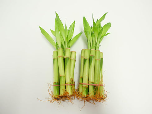 Athena's Garden B-SS04 Bamboo Stalks 4" with Shoots, 4" Green