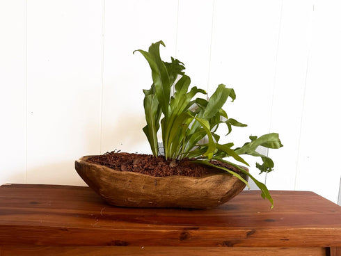 Generic Live Plant Fern on Wooden Planter, Bonsai appreance, Air Purifier Fern, Modern