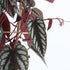 2 2 Inch Rex Begonia Vine - Live Starter Plants in Pots - Cissus Discolor - Extremely Rare and Beautiful Vining Indoor