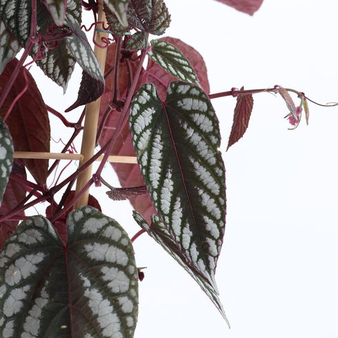 2 Inch Rex Begonia Vine - Live Starter Plant in a Pot - Cissus Discolor - Extremely Rare and Beautiful Vining Indoor