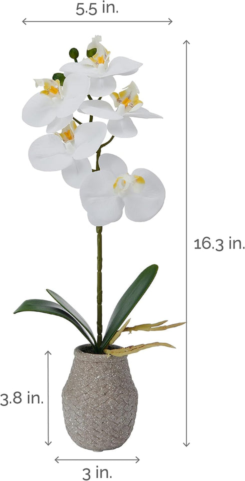 16-Inch (Pack 2) Mikasa Artificial Orchid in Pot, Real Touch Phalaenopsis Orchid, Embossed Weave Cement Pot, Single