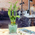 5 8 Inch Live Lucky Bamboo Stalk Arrangement - Live Indoor House Plant for Home Decor, Arts & Crafts, Zen Garden