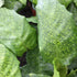 6 Inch Calathea Musaica - Network Prayer Plant - Live Plant in a Growers Pot - Calathea Musaica 'Network' - Beautiful