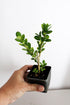 Generic 2 Bonsai Starter Plant, Japanese Boxwood Topiary, Evergreen Shade Plant, in Pot
