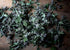 Health Embassy Motherwort Herb, Leonurus Cardiaca L, Herbal Tea (100g)