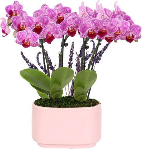 Green Circle Growers 4" Mini Pink Orchid Plant with Lavender Accent in