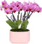 Green Circle Growers 4" Mini Pink Orchid Plant with Lavender Accent in