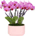 Green Circle Growers 4" Mini Pink Orchid Plant with Lavender Accent in