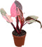 CoollectivePlants Philodendron Pink Princess Marble Rare Philodendron Plant Live in 2 Grower's