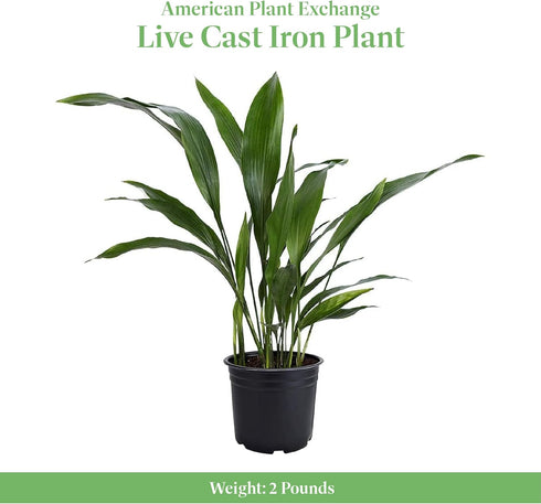 6-Inch American Plant Exchange Cast Iron Plant Live Potted Evergreen, Low-Maintenance Hardy Houseplant