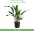 6-Inch American Plant Exchange Cast Iron Plant Live Potted Evergreen, Low-Maintenance Hardy Houseplant