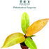 4" CoollectivePlants Philodendron Tangerine | Live Indoor Houseplant in Pot, Easy Care, Low Maintenance, Fast Growing