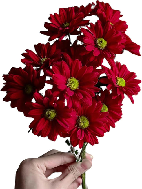 20 Fresh Red Daisy Cut Flowers | Florist-Selected Stems | Ideal for Bouquets, Birthdays Home Dcor | Bright Vibrant