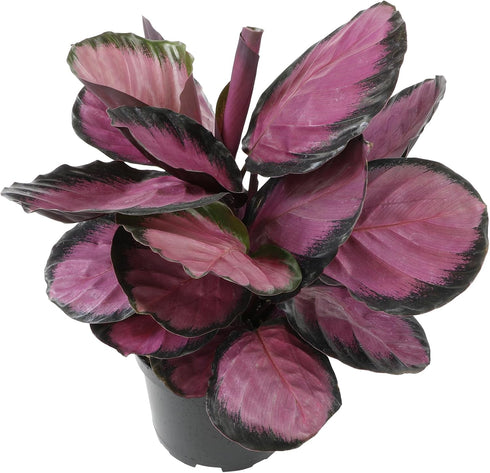 Pet Safe Purple Prayer Plant (Calathea Roseopicta) in 6" Grower Pot, Pet