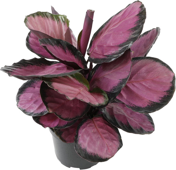 Pet Safe Purple Prayer Plant (Calathea Roseopicta) in 6" Grower Pot, Pet