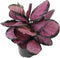 Pet Safe Purple Prayer Plant (Calathea Roseopicta) in 6" Grower Pot, Pet