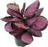 Pet Safe Purple Prayer Plant (Calathea Roseopicta) in 6" Grower Pot, Pet