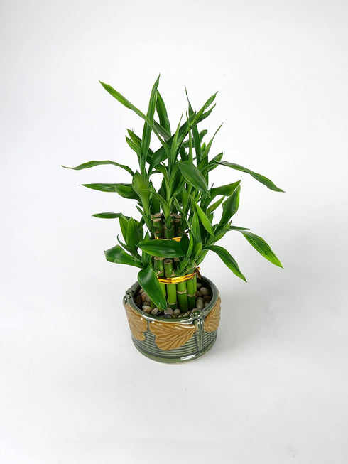 Lucky Bamboo Tower with Ceramic Frog Pot - Unique Home Decor