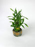 Lucky Bamboo Tower with Ceramic Frog Pot - Unique Home Decor
