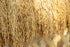 3 Food to Live Brown Basmati Rice, Pounds Whole Grain, Long-Grain Rice Variety, Fragrant, Kosher, Vegan. Less Starch.