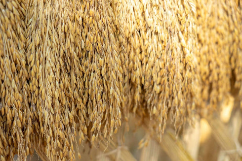 1.5 Food to Live Brown Basmati Rice, Pounds Whole Grain, Long-Grain Rice Variety, Fragrant, Kosher, Vegan. Less Starch.
