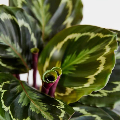 (3PK) 4 Inch Pet Safe Live Prayer Plant Calathea Collection in Pots, Pet Friendly Houseplants, Rattlesnake Plant