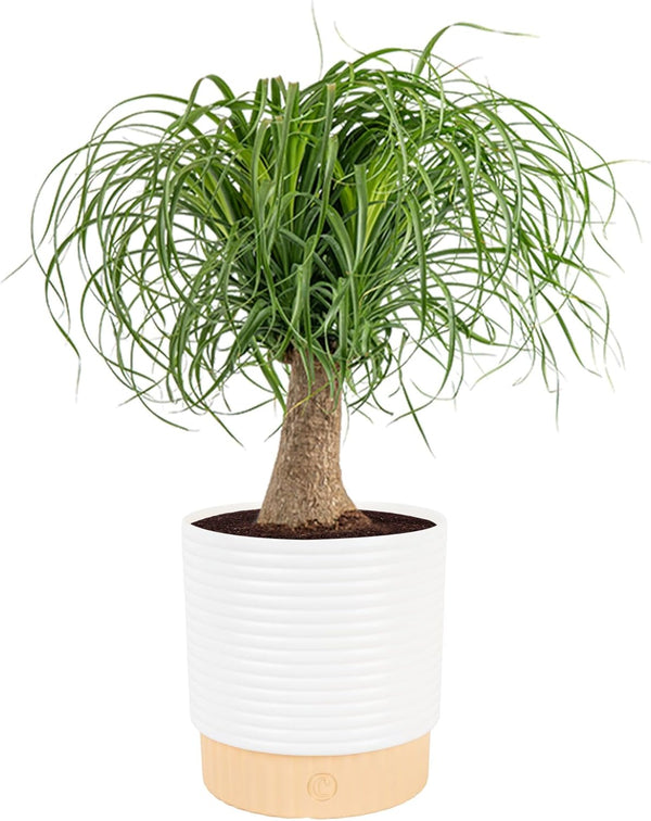 Costa Farms Ponytail Palm Live Plant in Decorative Pot, Easy to Maintain
