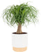 Costa Farms Ponytail Palm Live Plant in Decorative Pot, Easy to Maintain