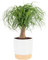 Costa Farms Ponytail Palm Live Plant in Decorative Pot, Easy to Maintain