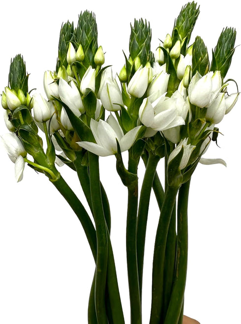 20 WANGBINYU Stems Ornithogalum Fresh Cut Flowers Blooms of Star of Bethlehem Bouquet Prime Delivery LA FLOWER MARKET