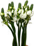 20 WANGBINYU Stems Ornithogalum Fresh Cut Flowers Blooms of Star of Bethlehem Bouquet Prime Delivery LA FLOWER MARKET