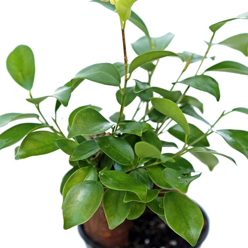4" Live Ginseng Ficus, Ficus Retusa, Banyan Fig, Bonsai Houseplant, Unusual Plant, Birthday Gift for Plant Lover