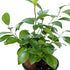 4" Live Ginseng Ficus, Ficus Retusa, Banyan Fig, Bonsai Houseplant, Unusual Plant, Birthday Gift for Plant Lover