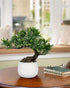 10' DILATATA Fake Bonsai Tree Zen Juniper Plant Tall Artificial Bonsai with White Ceramic Pot Decorated with Pebbles