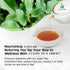 Generic 100% Kalanchoe Pinnata Leaves Tea Bags Pure Dried Leaves, Herbal Tea Bags for Daily Brewing