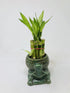 JM BAMBOO 10 4" Elegant Turtle Vase with stalks Lucky Bamboo