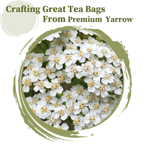 50 Count, 2g/bag Immunity FullChea - Yarrow Tea Bags, - Premium Yarrow Herb - Non-GMO - Caffeine-free - Aid Digestion