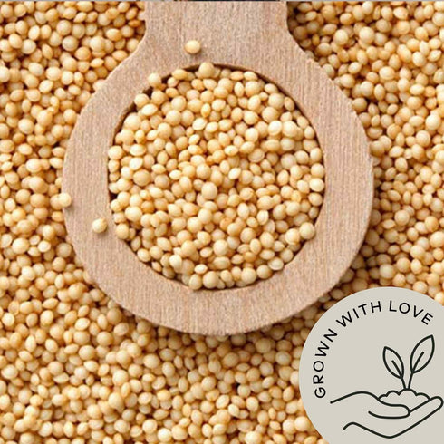 (2.8 lb) Be Still Farms Amaranth Grain Organic - Amaranto Bulk Ancient Whole Grain Seeds - Great for Cereal, Flour