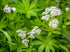 Sweet Woodruff Herb - Natural Galium Odoratum, Dried Cut - Net Weight: 1oz/28g