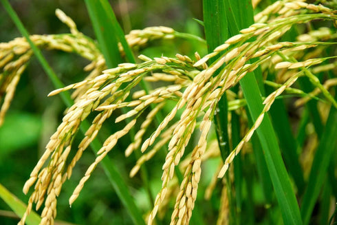 10 Food to Live Organic Long Grain White Rice, Pounds Non-GMO, Vegan, Kosher. Easy to Cook. Stays Separate and Fluffy.